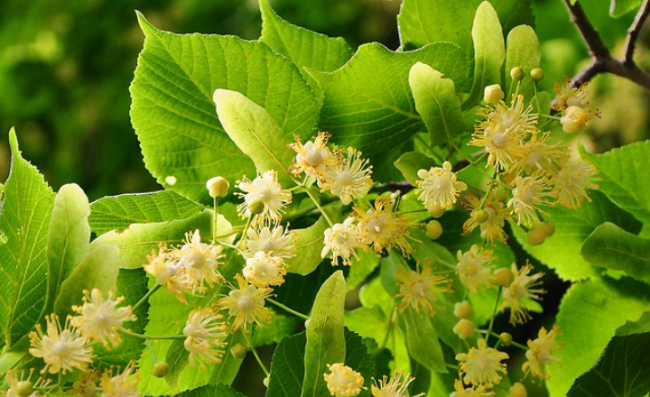 linden tree large