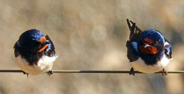 swallows large